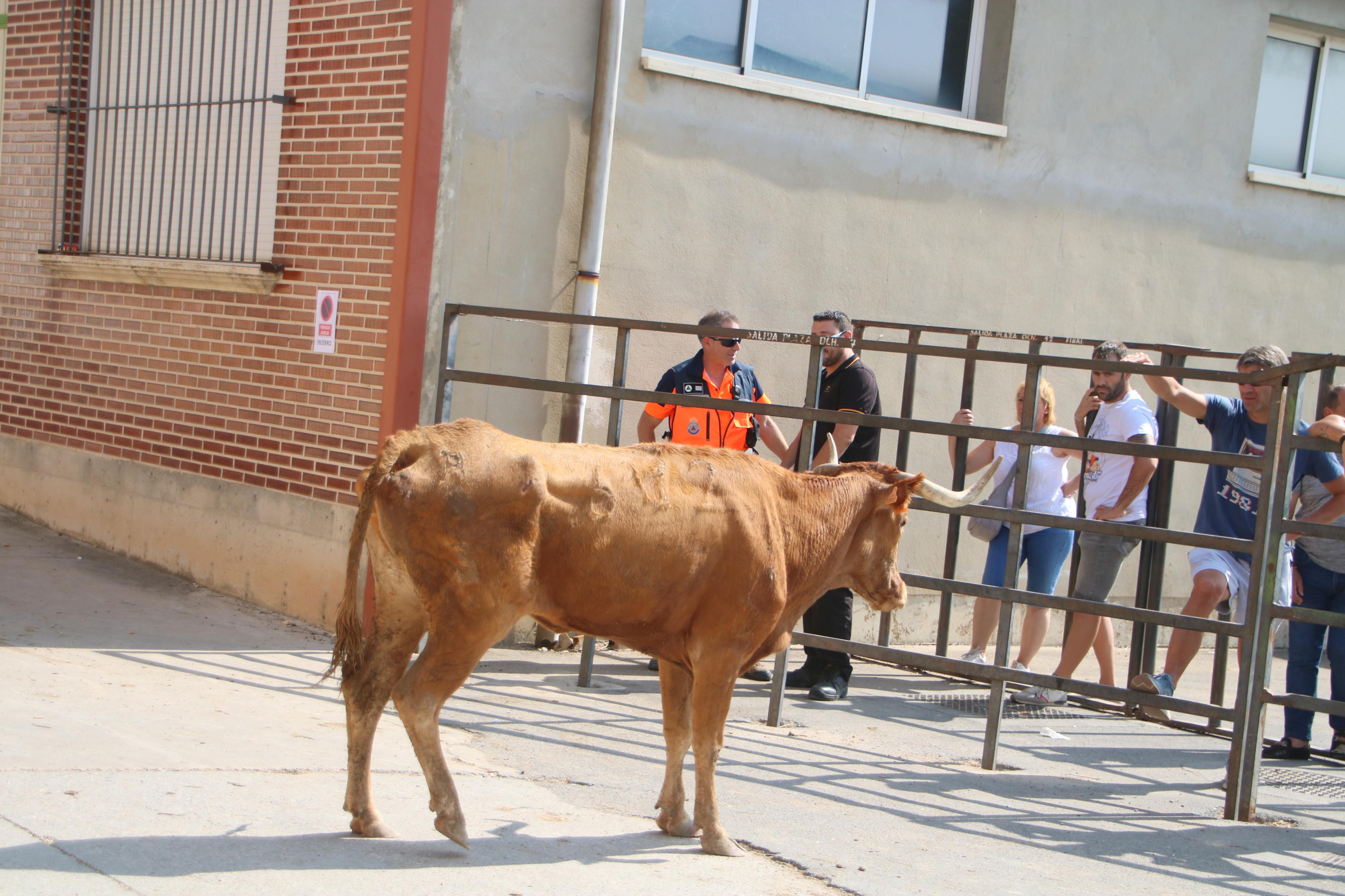 Dueñas celebra sus encierros tradicionales