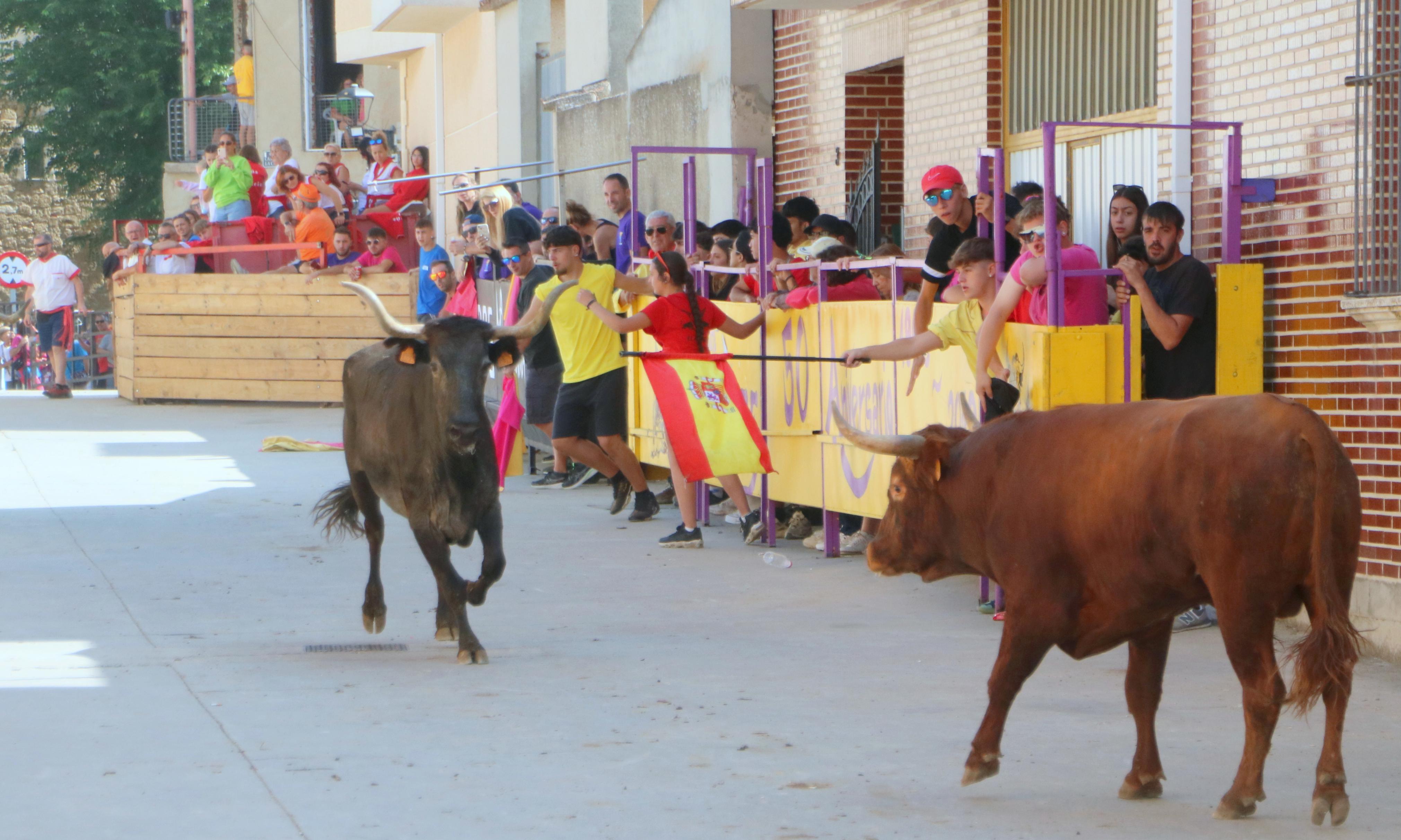 Dueñas celebra sus encierros tradicionales