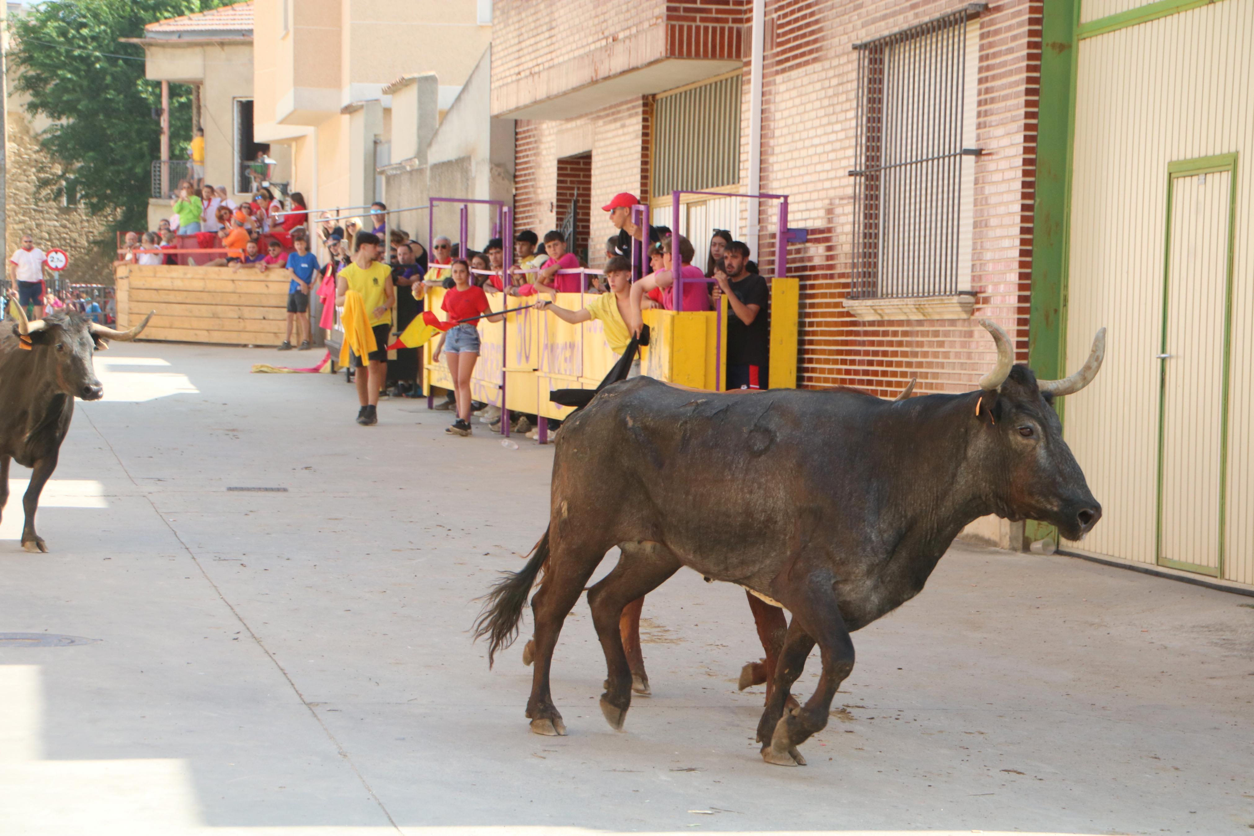 Dueñas celebra sus encierros tradicionales