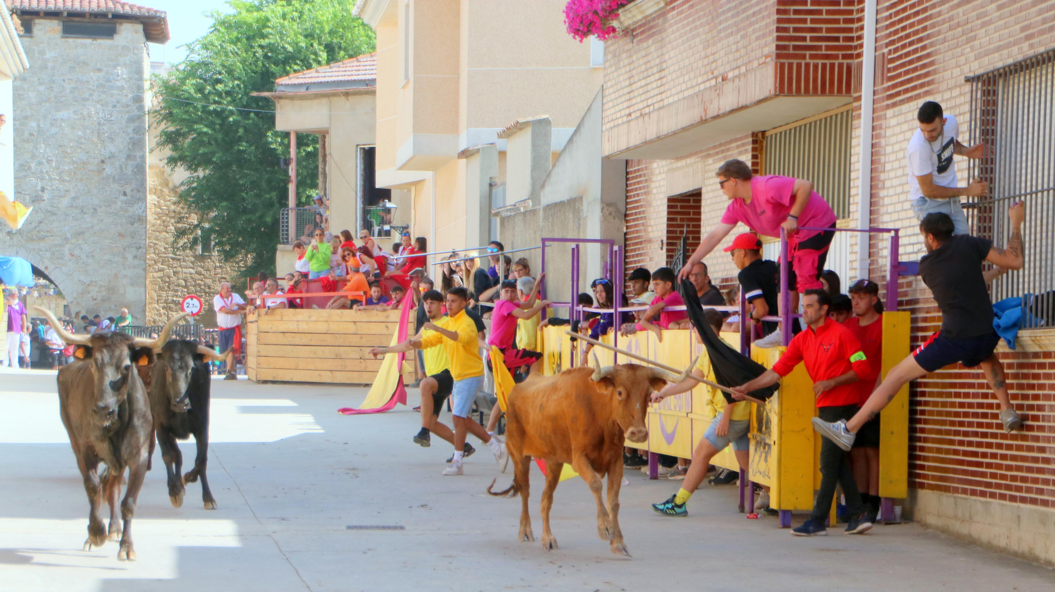 Dueñas celebra sus encierros tradicionales