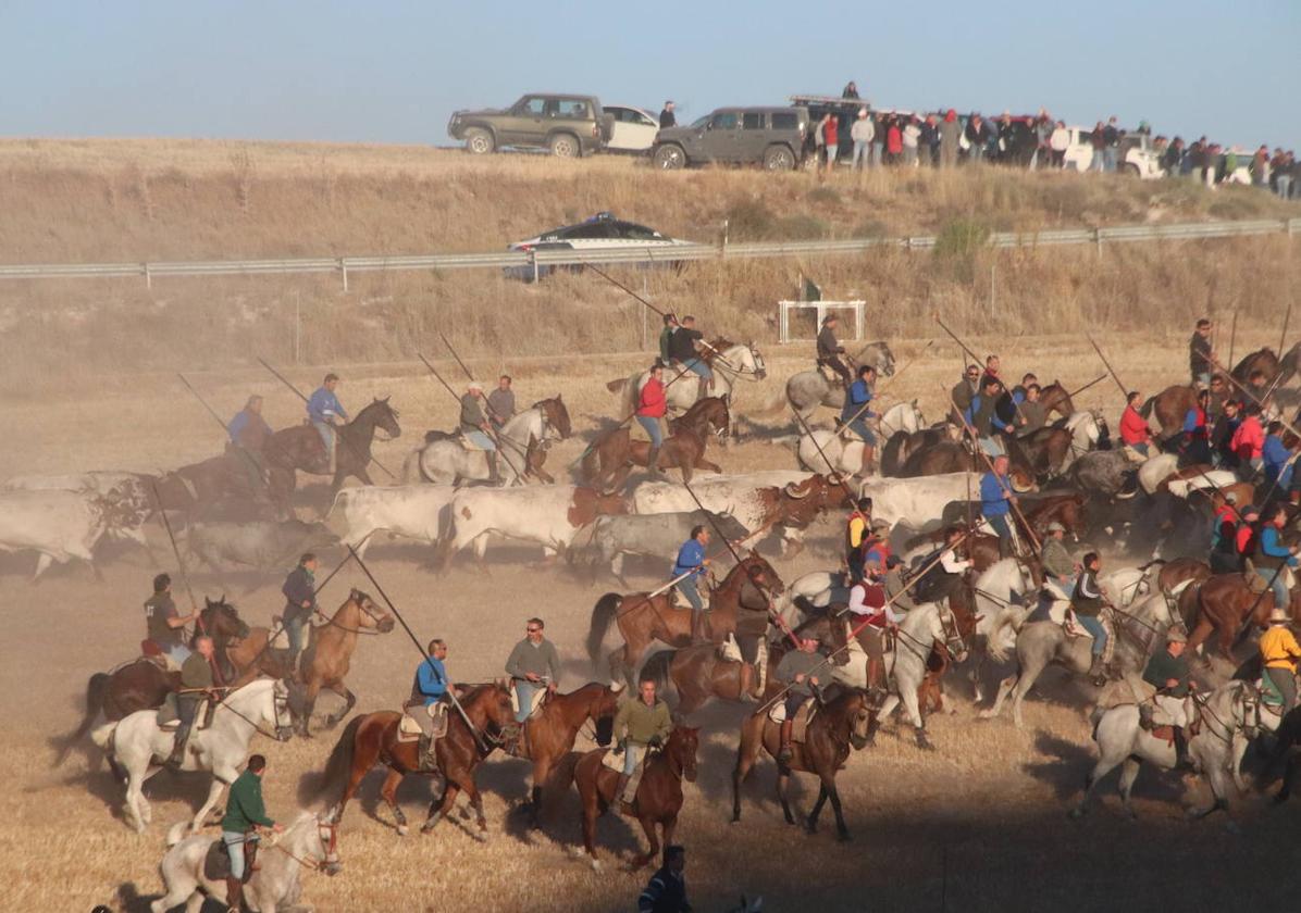 Encierro en las fiestas de Cuéllar.