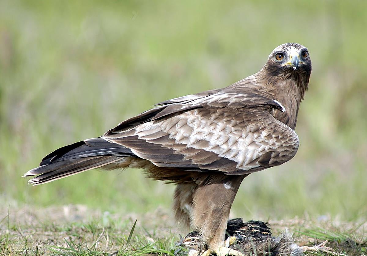 Ejemplar de águila calzada.