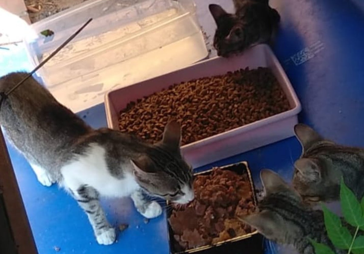 Gatos alimentándose en una de las colonias de la localidad