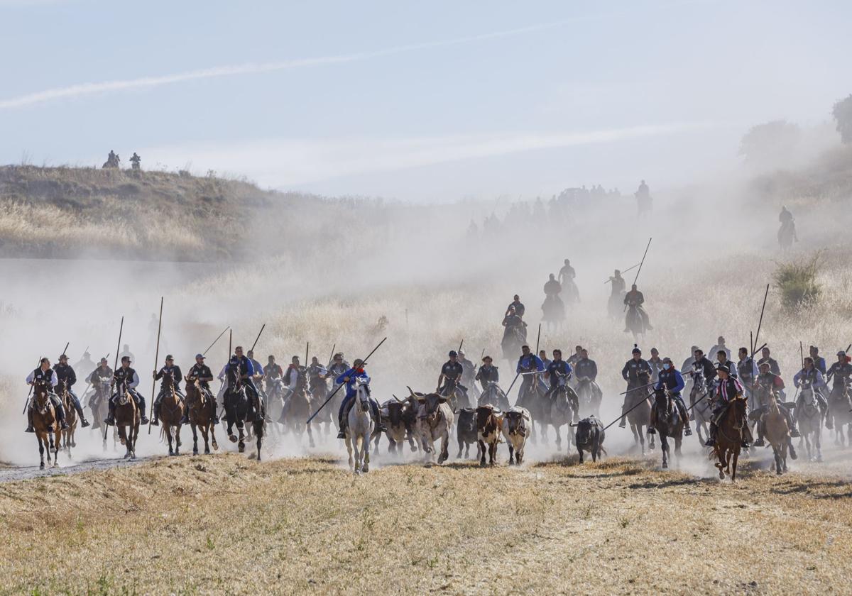 Caballistas acompañan a varios de los toros de Partido de Resina durante el segundo encierro de Cuéllar.