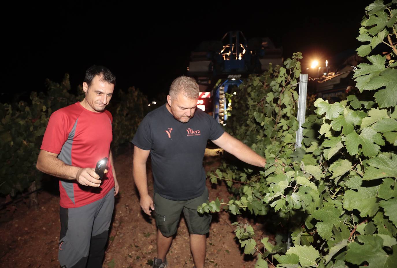 Así es una vendimia nocturna en una bodega de Valladolid