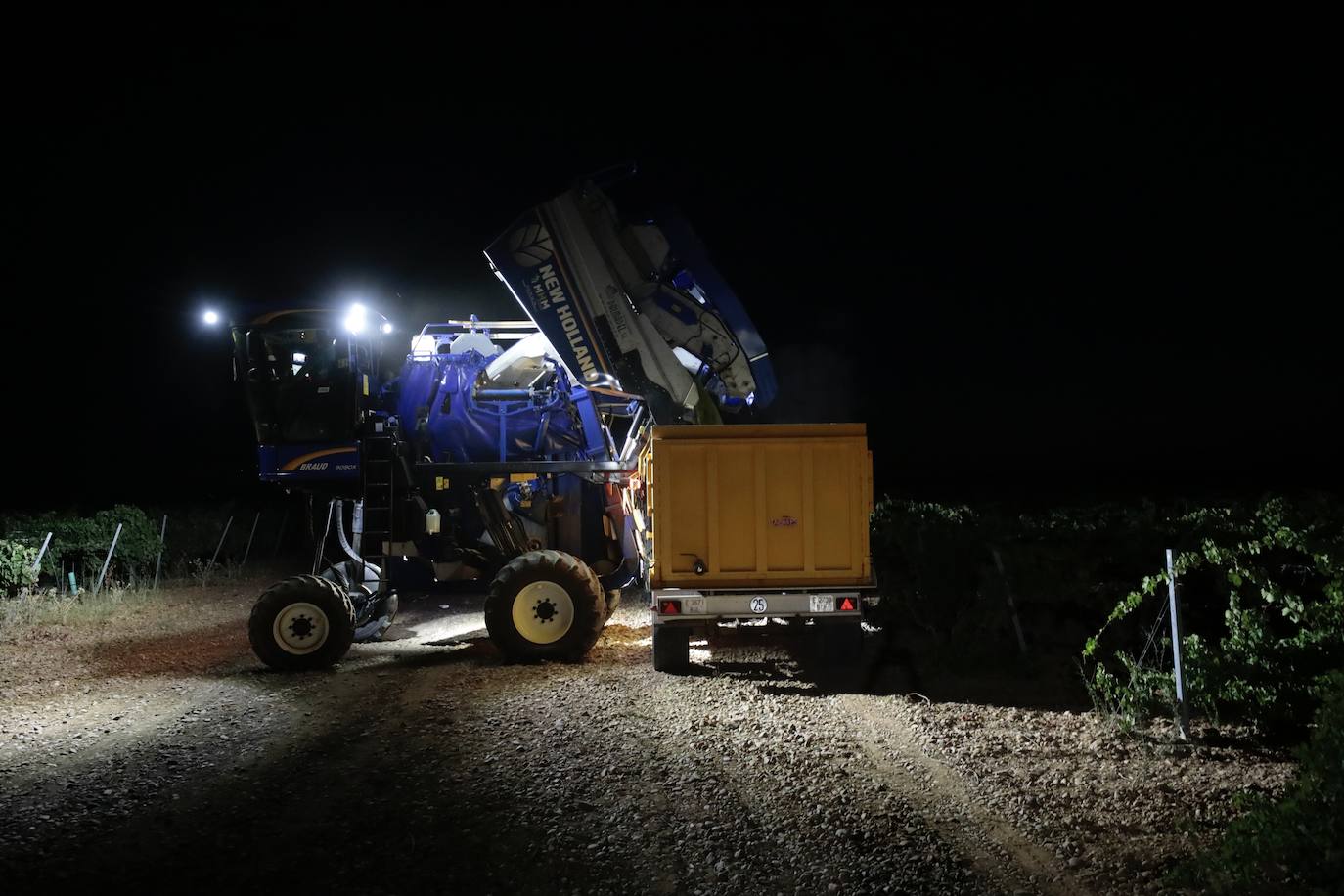 Así es una vendimia nocturna en una bodega de Valladolid