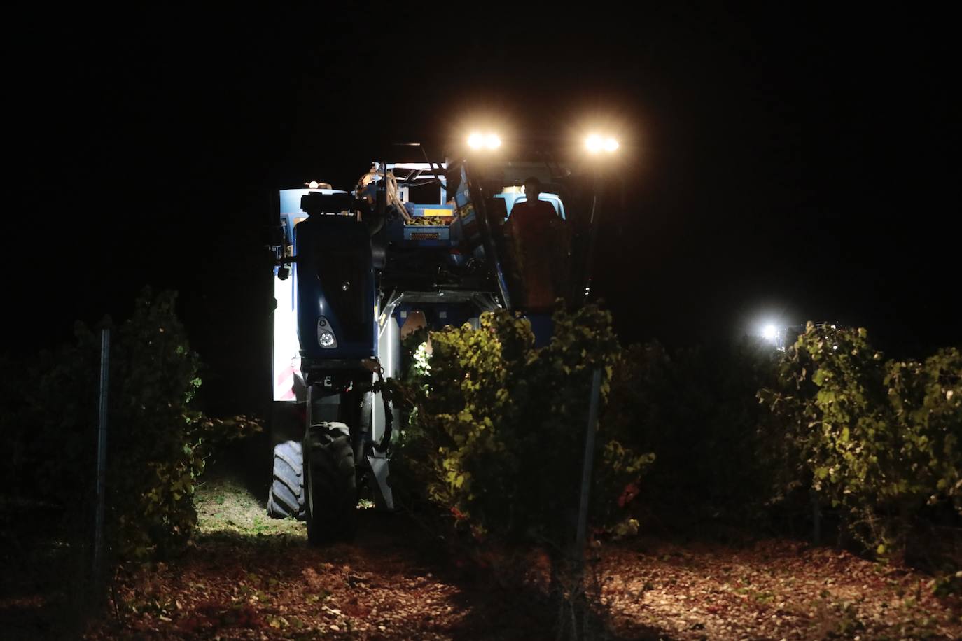 Así es una vendimia nocturna en una bodega de Valladolid