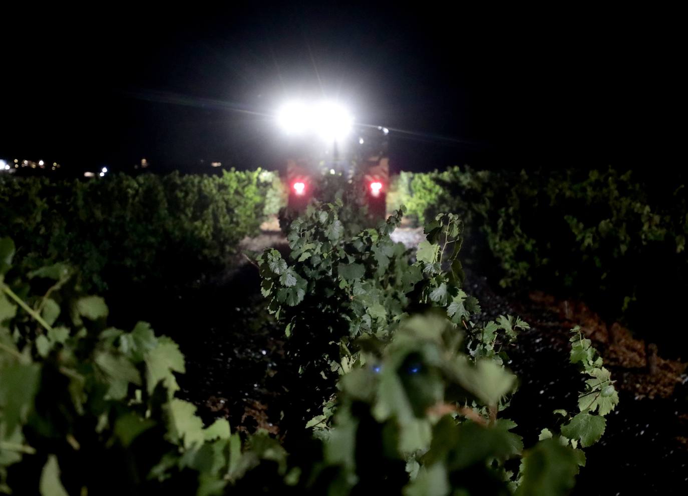 Así es una vendimia nocturna en una bodega de Valladolid