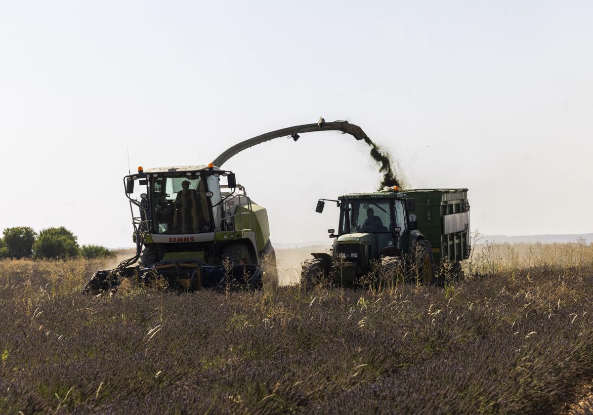 Dos agricultores trabajan en un campo de Valladolid, este verano.