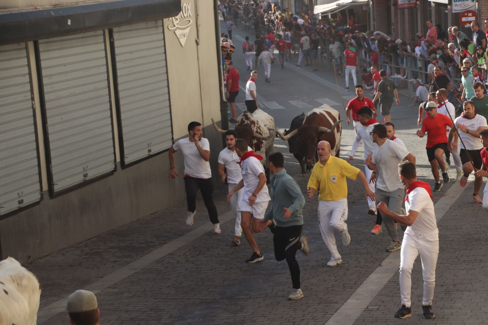 Fotografías del tercer encierro de Cuéllar (3 de 3)