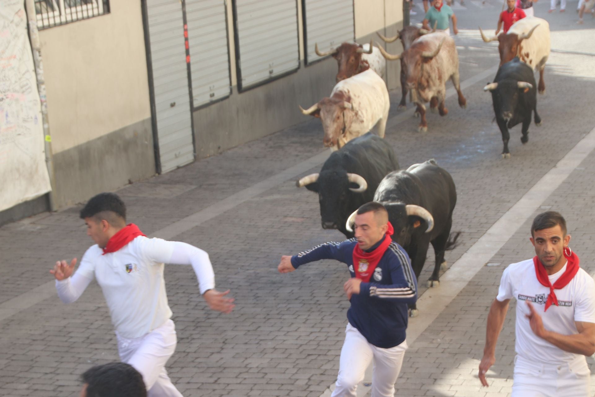 Fotografías del tercer encierro de Cuéllar (3 de 3)