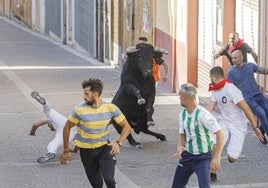 Un toro, adelantado a la manada, en el recorrido urbano del encierro de Cuéllar.