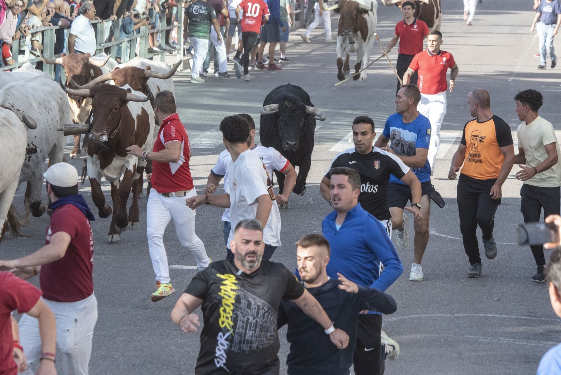 Fotografías del tercer encierro de Cuéllar (1 de 3)