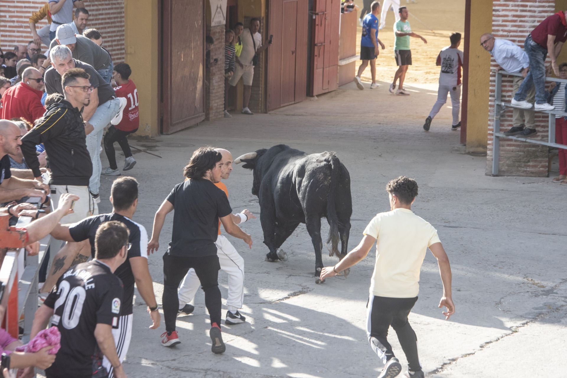 Fotografías del tercer encierro de Cuéllar (1 de 3)