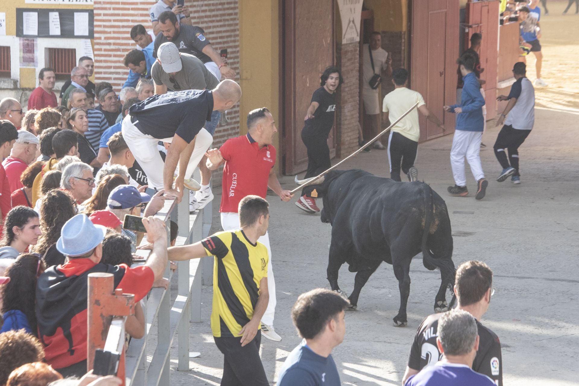 Fotografías del tercer encierro de Cuéllar (1 de 3)