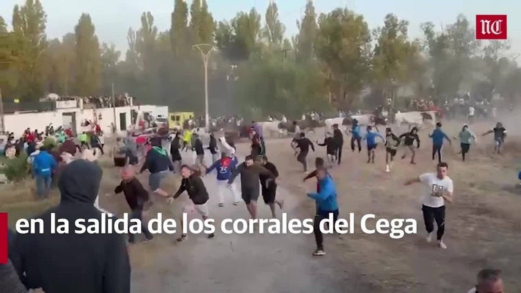 El cuarto encierro de Cuéllar deja dos heridos por asta de toro