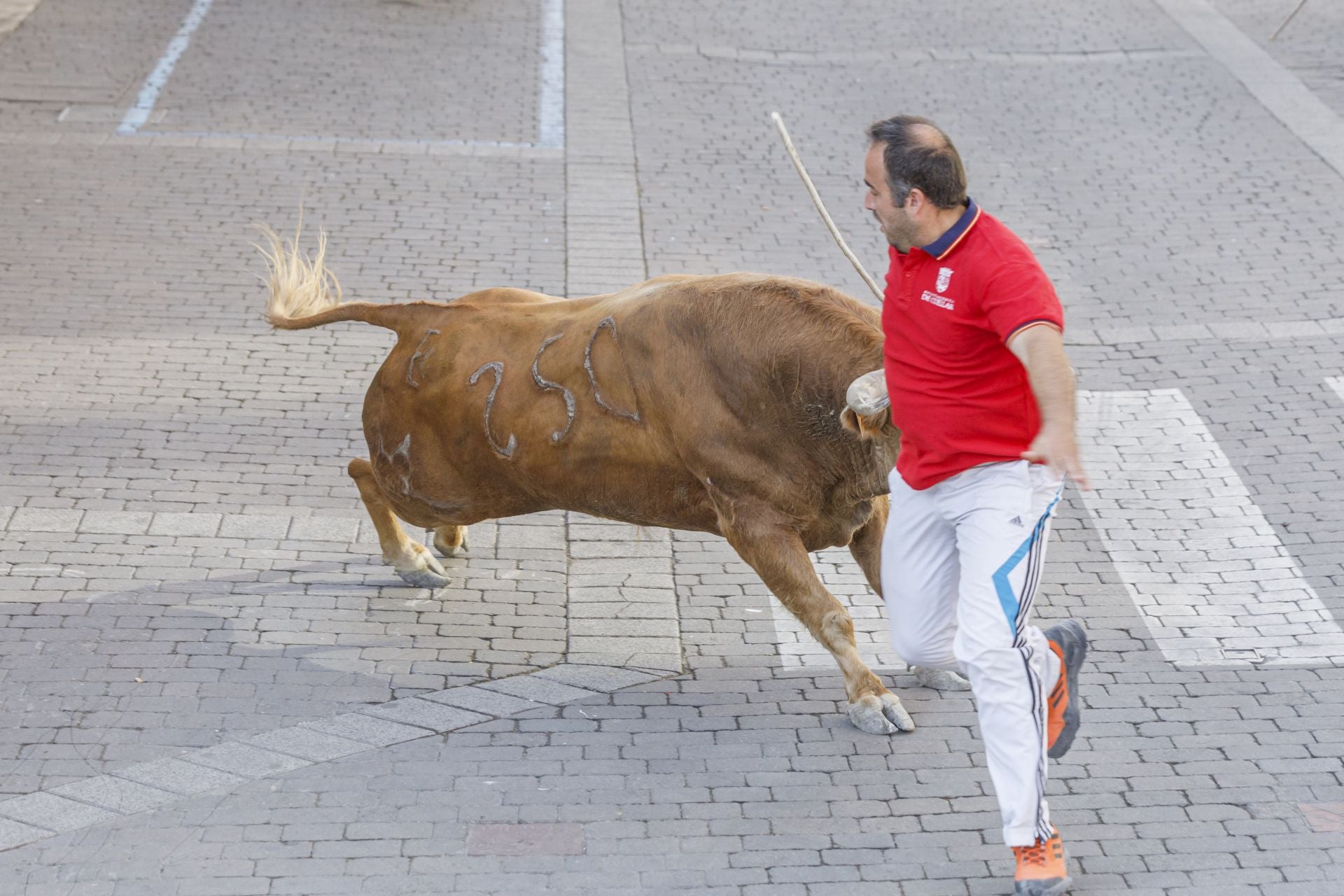 Fotos del cuarto encierro de Cuéllar (3 de 3)