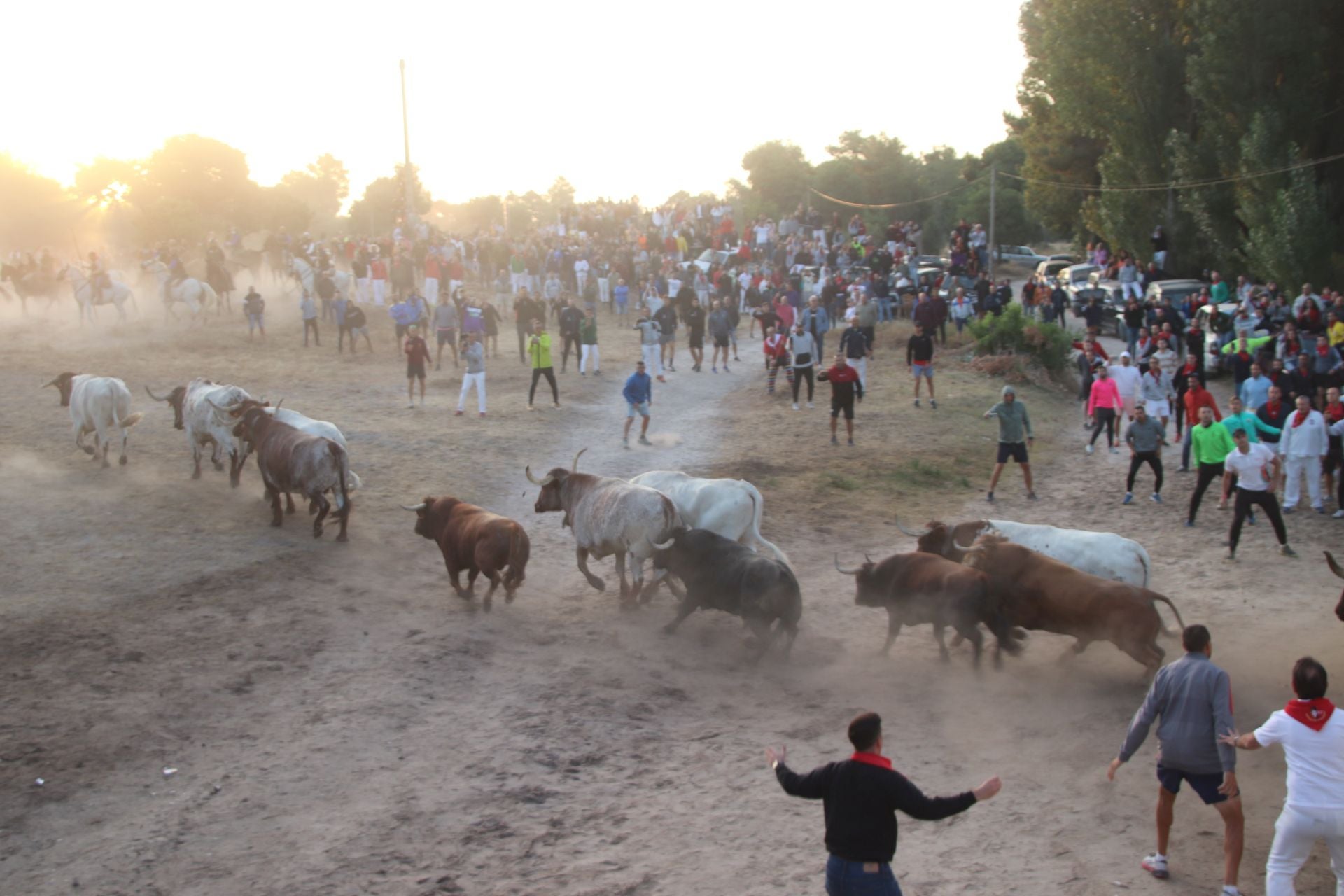 Fotos del cuarto encierro de Cuéllar (2 de 3)