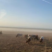 Sincronía de garrochas y monturas para consumar un encierro impecable con los toros de Núñez del Cuvillo