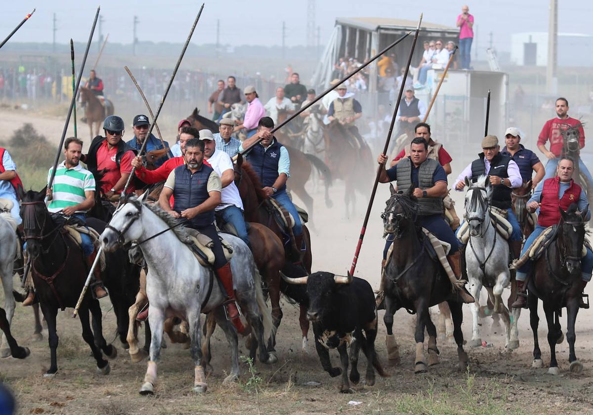 Encierro a caballo por el campo en los sanantolines medinenses 2023.