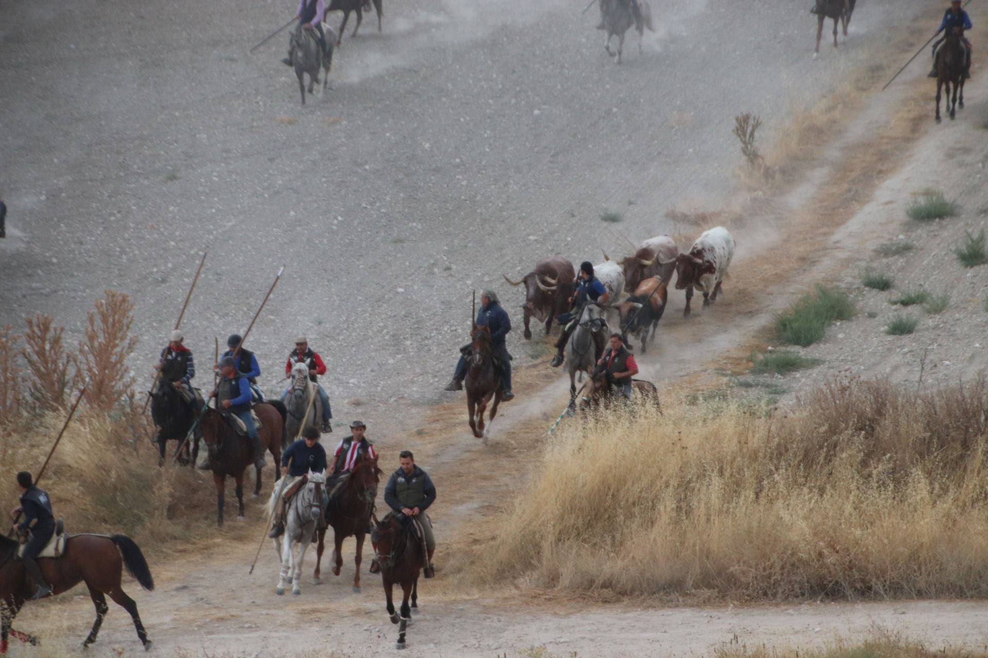 Fotos del quinto y último encierro de Cuéllar (1 de 3)