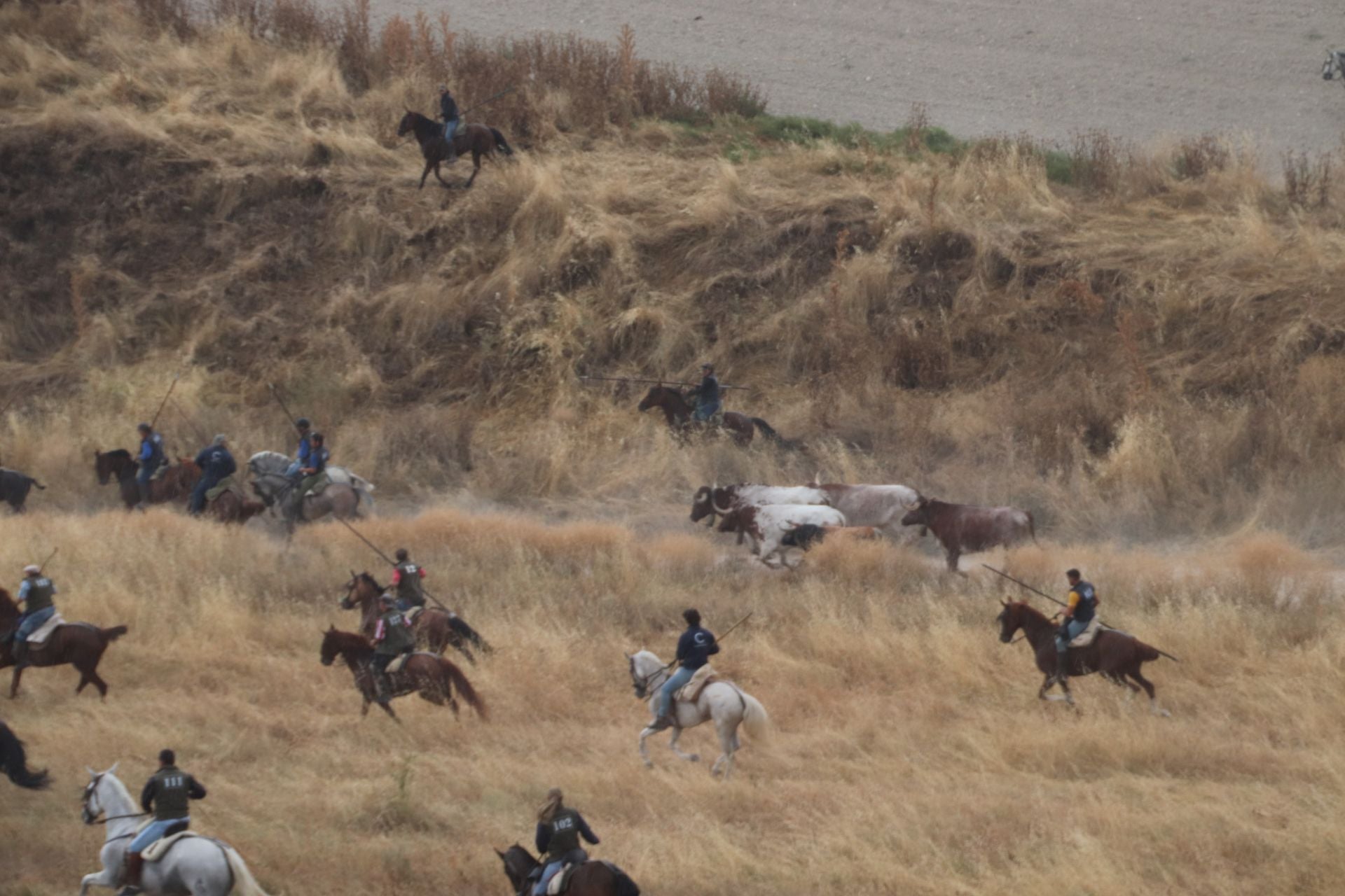 Fotos del quinto y último encierro de Cuéllar (1 de 3)