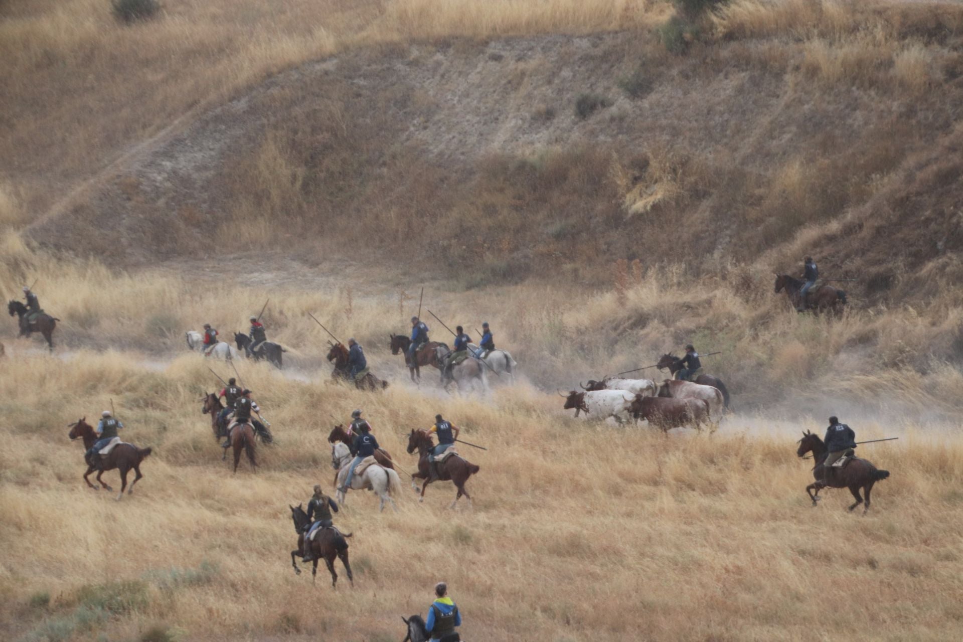 Fotos del quinto y último encierro de Cuéllar (1 de 3)