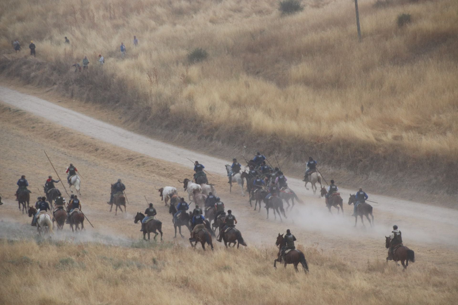 Fotos del quinto y último encierro de Cuéllar (1 de 3)