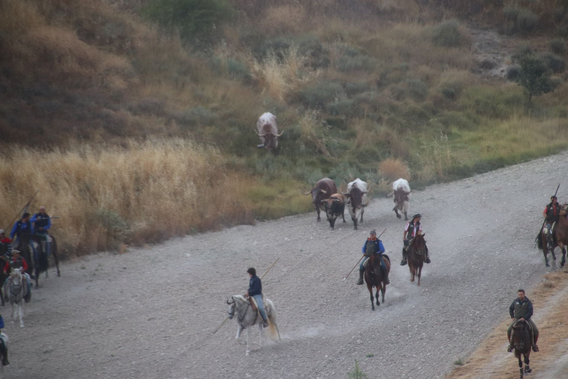 Fotos del quinto y último encierro de Cuéllar (1 de 3)