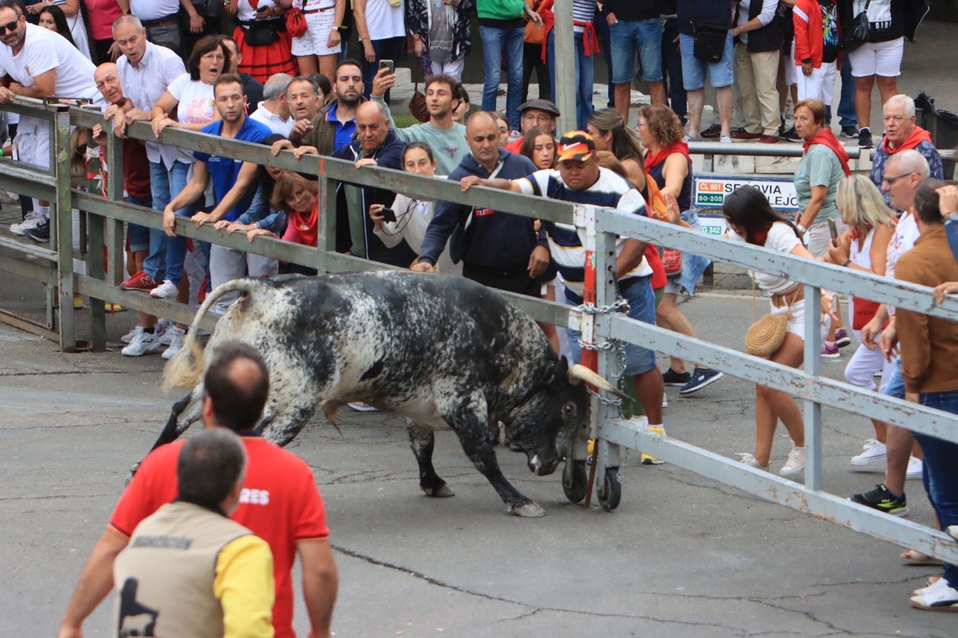 Fotos del quinto y último encierro de Cuéllar (3 de 3)