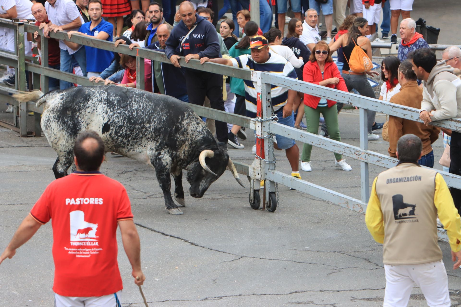 Fotos del quinto y último encierro de Cuéllar (3 de 3)