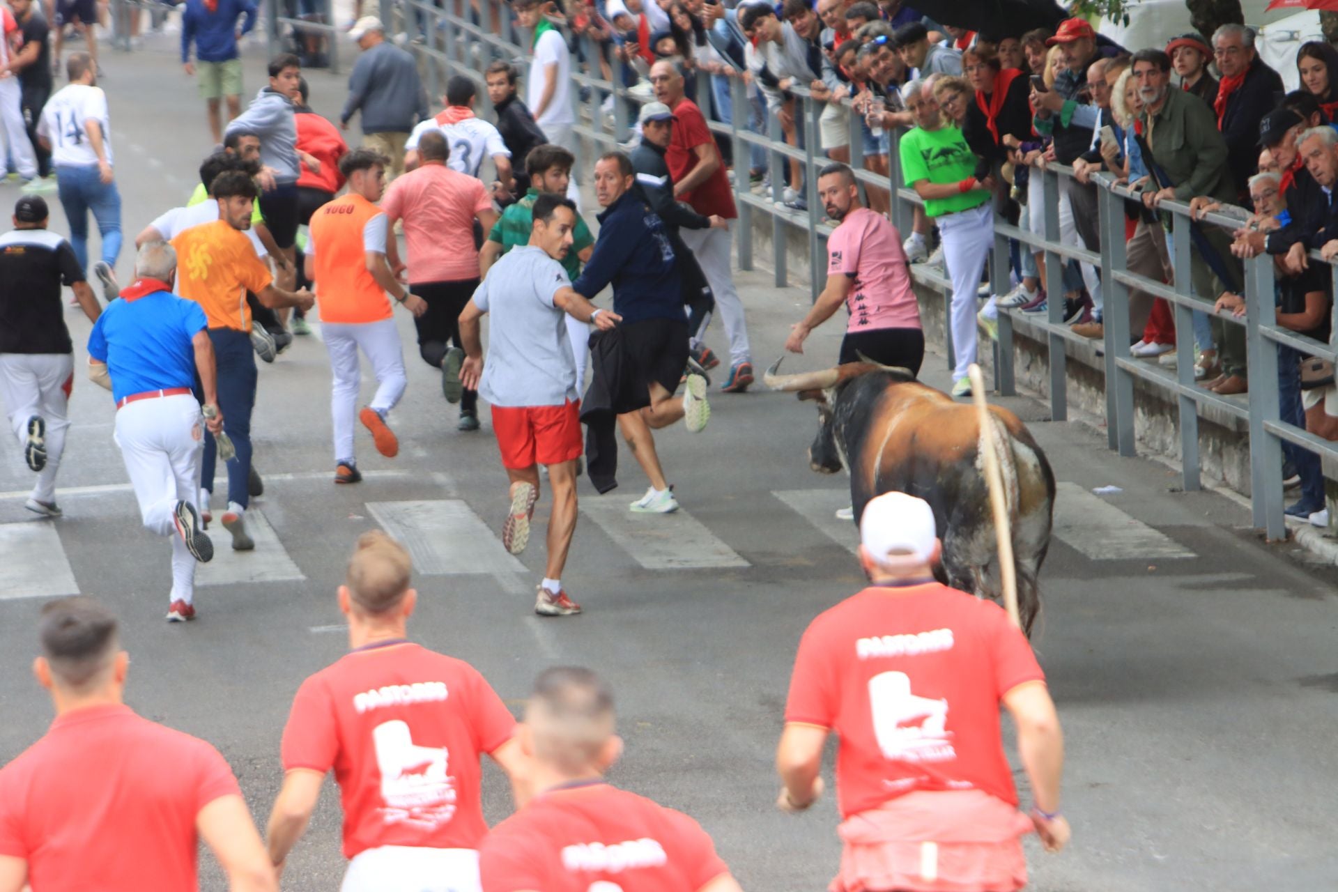 Fotos del quinto y último encierro de Cuéllar (3 de 3)