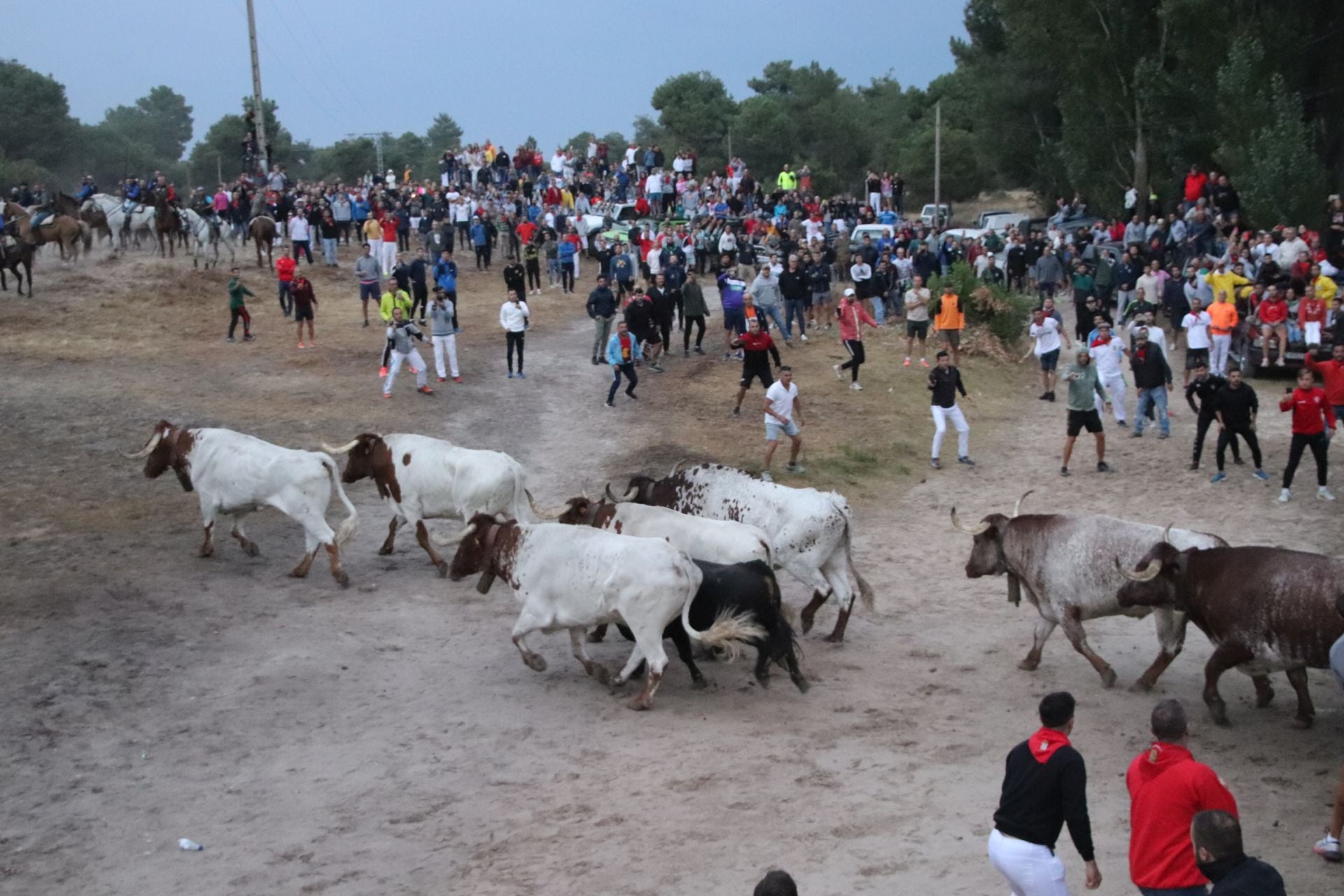 Fotos del quinto y último encierro de Cuéllar (1 de 3)