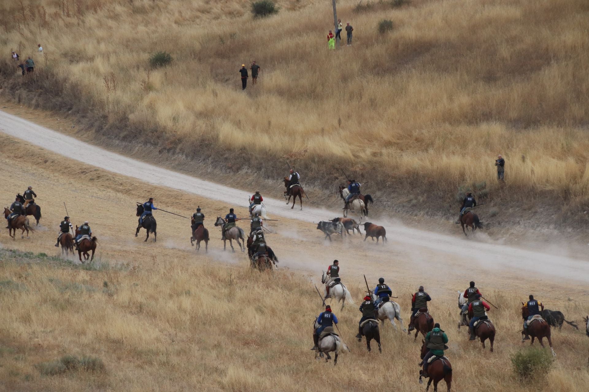 Fotos del quinto y último encierro de Cuéllar (1 de 3)