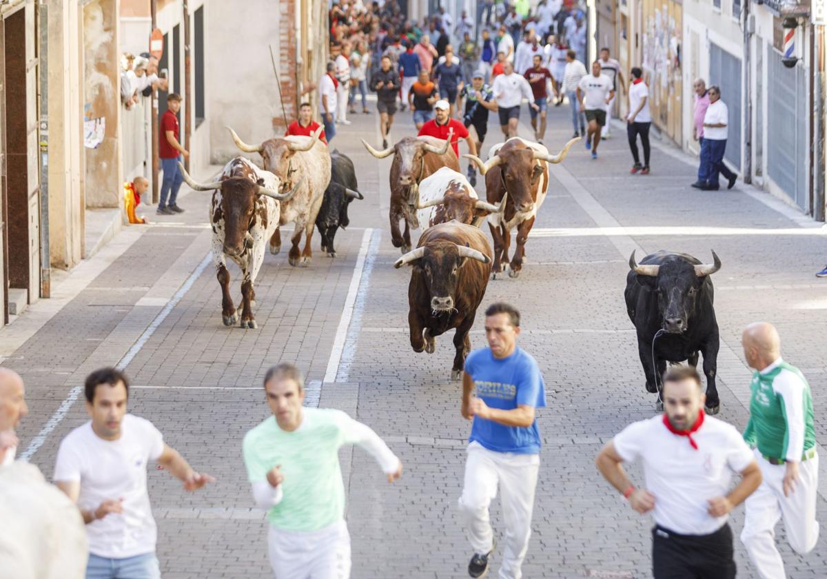 Toros de Araúz de Robles, durante el tramo urbano del primer encierro de Cuéllar.