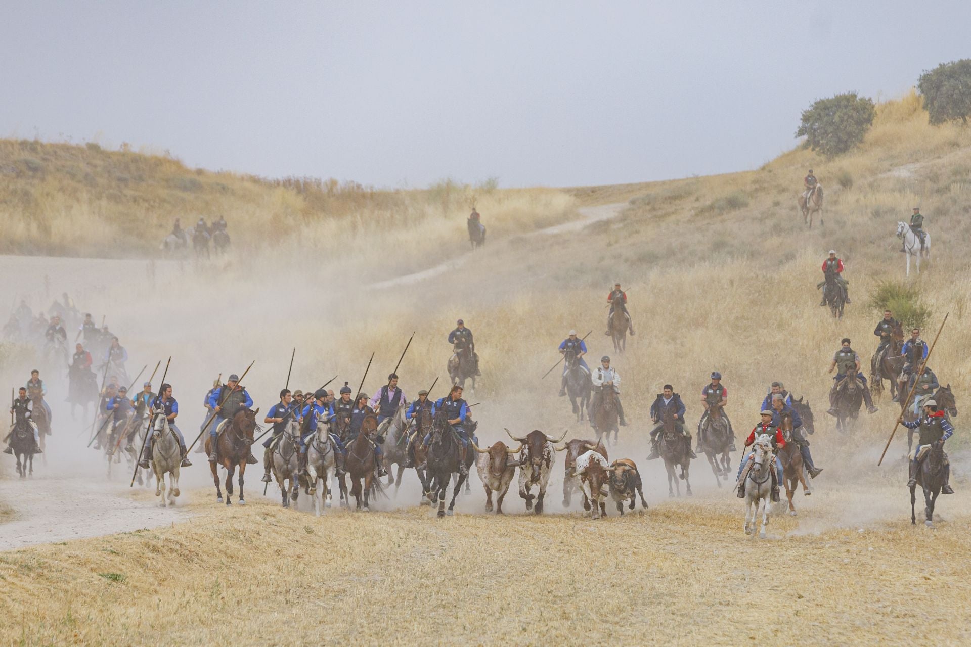 Caballistas acompañan a los bravos durante el último encierro de Cuéllar.