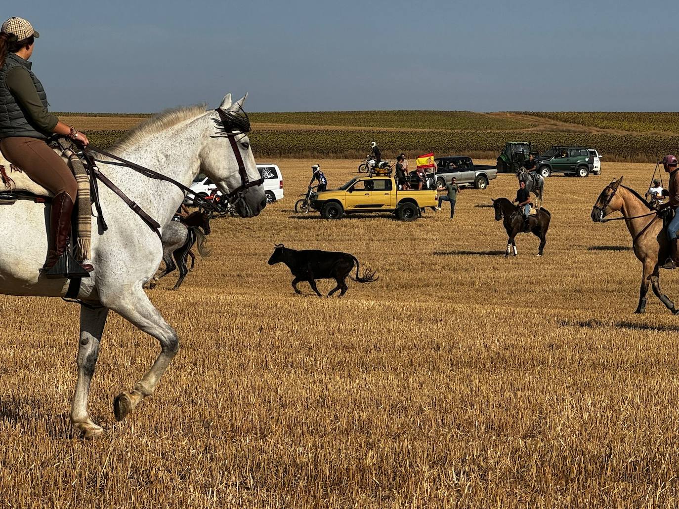 El encierro por el campo de Villalón, en imágenes