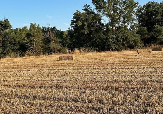 Tierra con la paja ya empacada este verano.