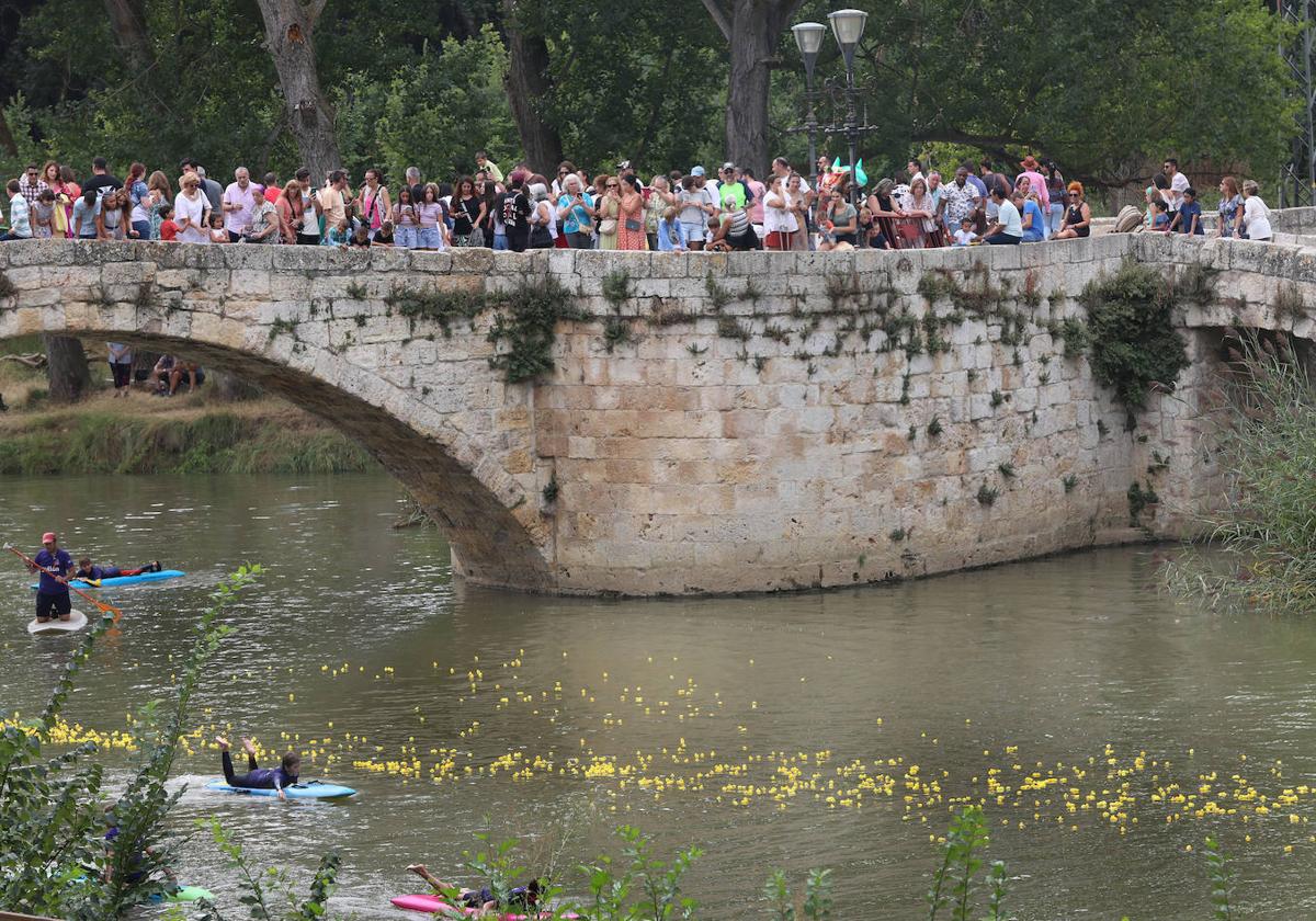 Los palentinos se agolpan en Puentecillas para disfrutar de la carrera de patitos de goma.