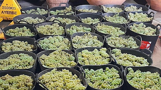La D. O. Bierzo busca aliados en Galicia para frenar la entrada de la variedad Godello en Rueda