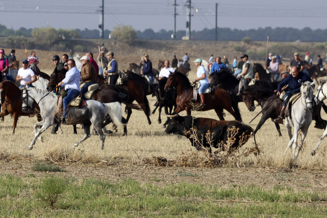Primer encierro tradicional en las fiestas de Medina del Campo 2024