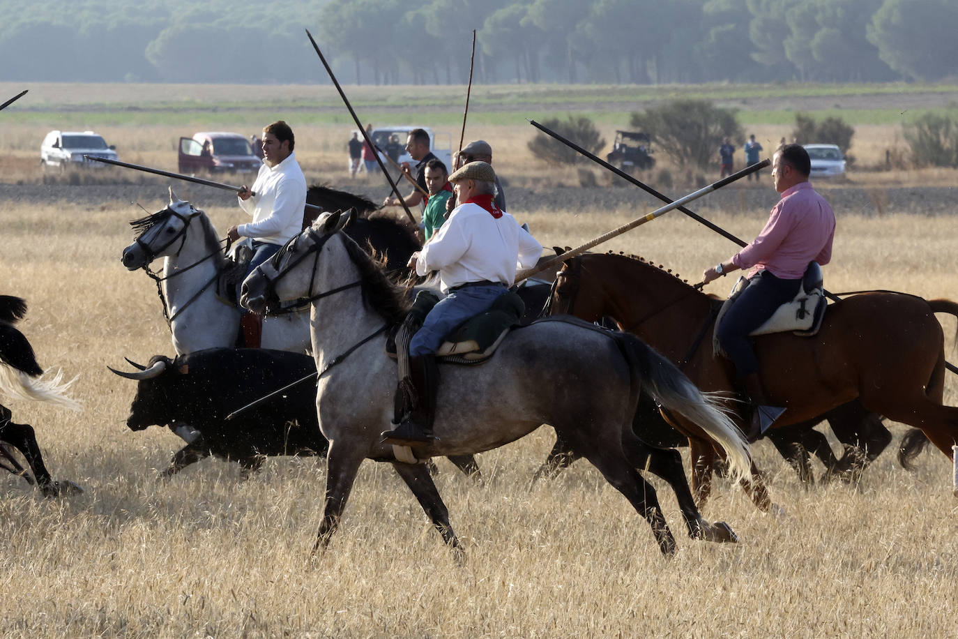 Primer encierro tradicional en las fiestas de Medina del Campo 2024