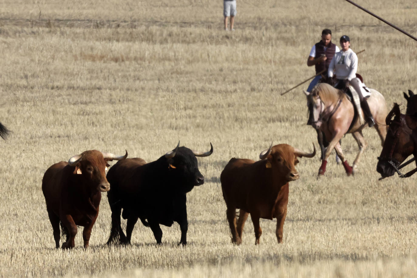 Primer encierro tradicional en las fiestas de Medina del Campo 2024