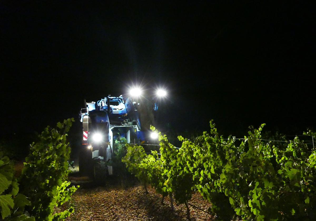 Vendimia nocturna en la D. O. Rueda esta misma campaña.