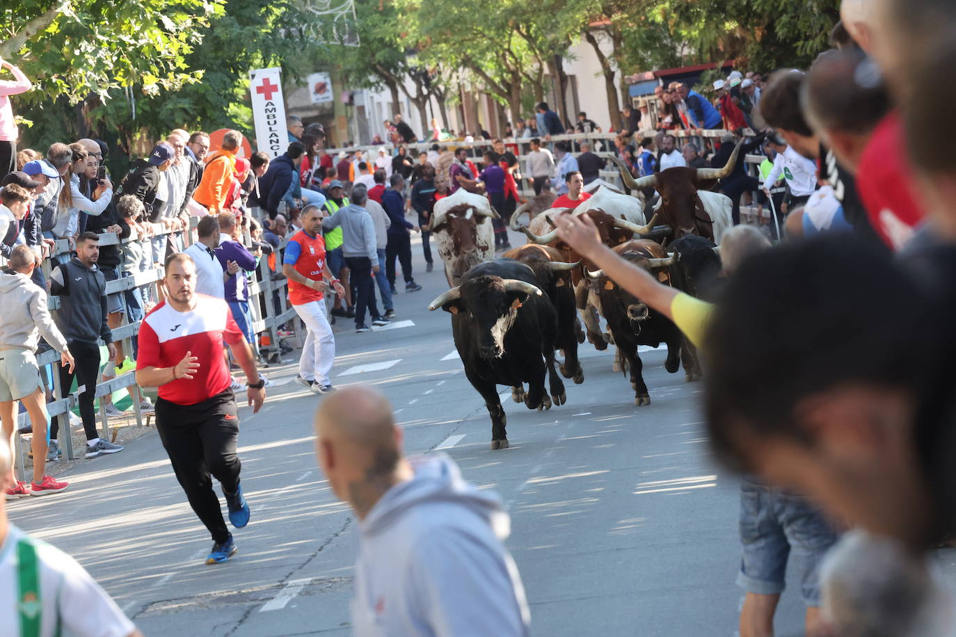 Imágenes del cuarto encierro de Medina del Campo