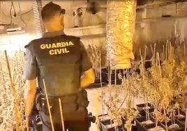 Imagen de la Guardia Civil en la plantación Indoor de marihuana en Peñafiel.