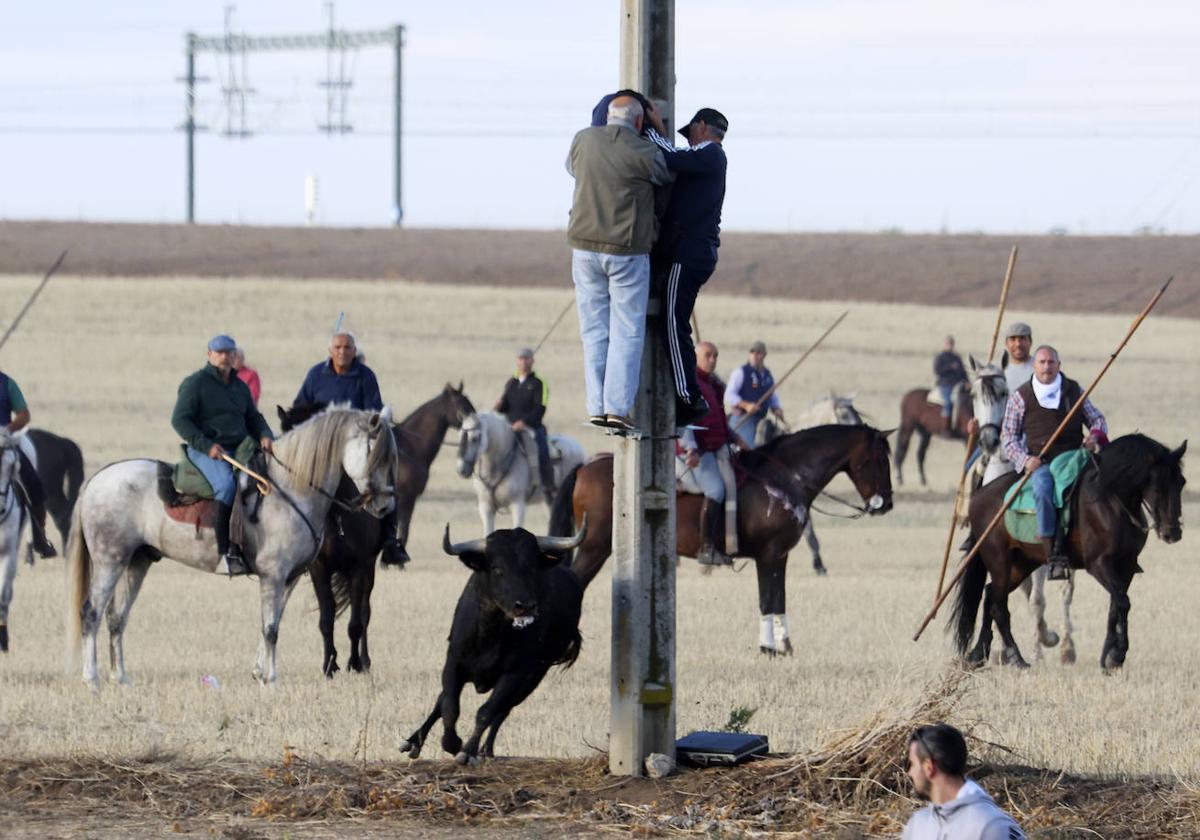 Uno de los novillos del encierro, junto a varios caballistas y espectadores en un punto de luz.