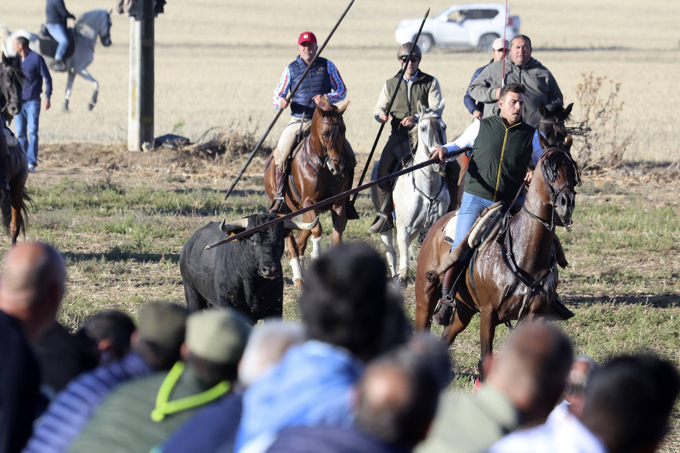 Medina del Campo se anima con otro encierro