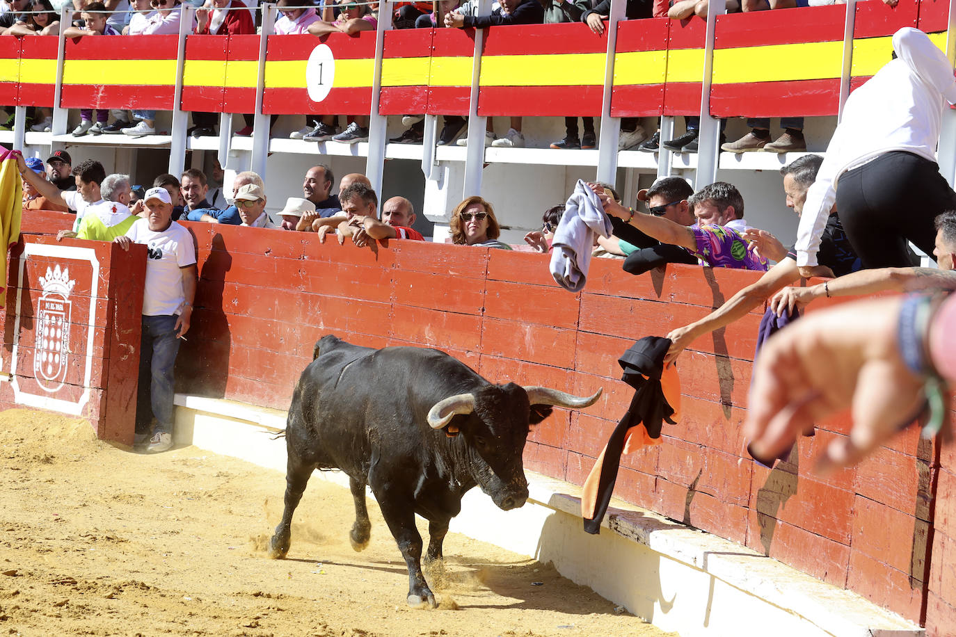 Medina del Campo se anima con otro encierro