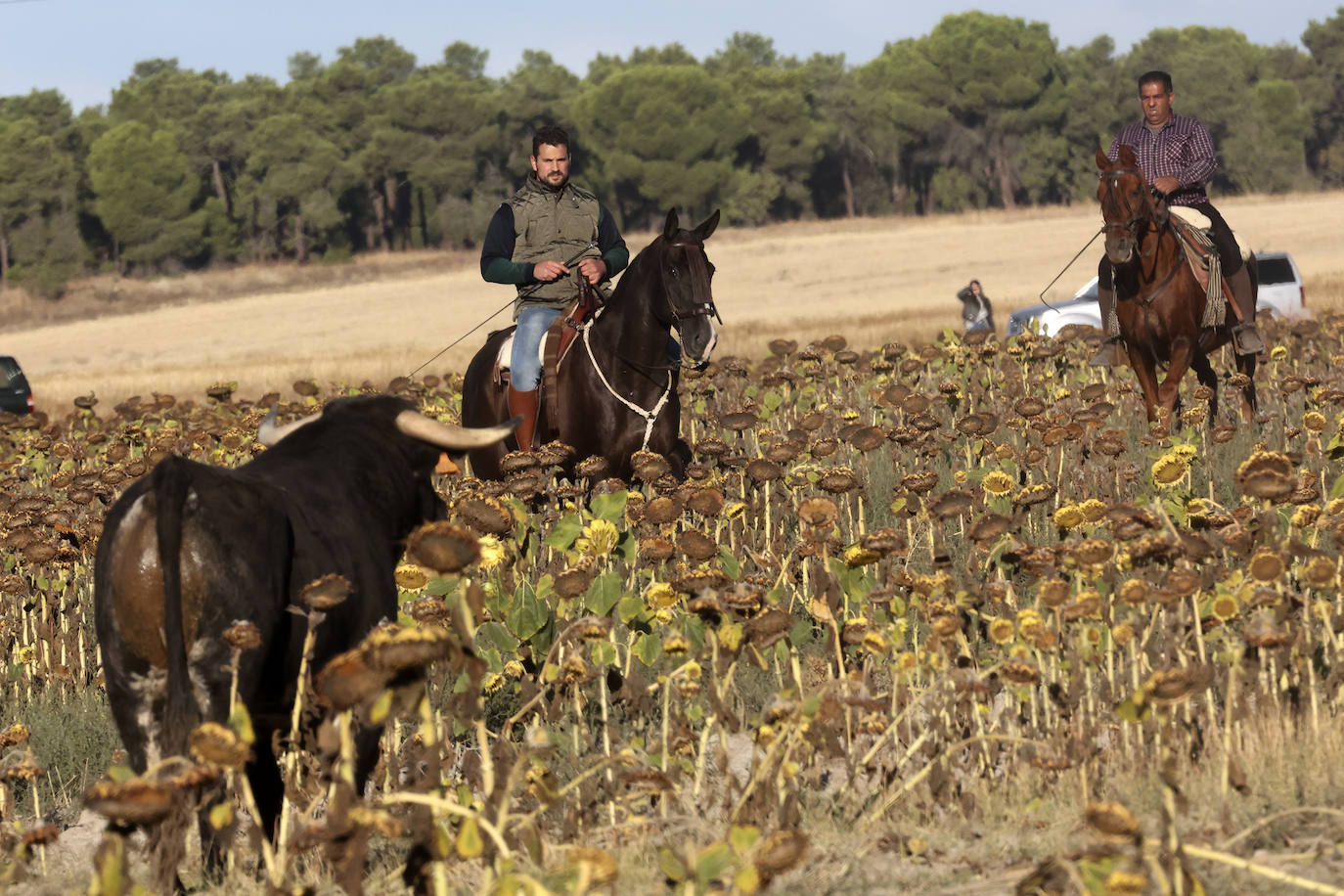 Medina del Campo se anima con otro encierro